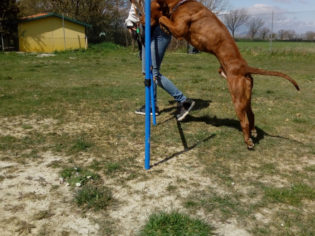 agility-dog-spoleto