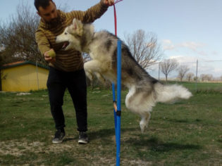 avviamento-all'agility-dog