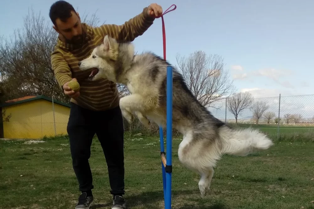 agility-dog-a-spoleto